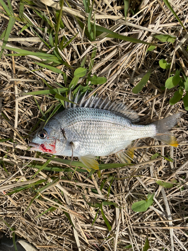 キビレの釣果