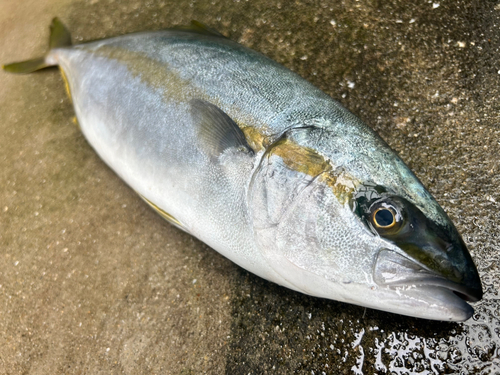 ヒラマサの釣果