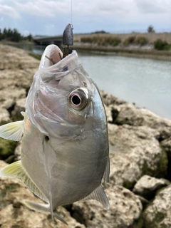 ガーラの釣果