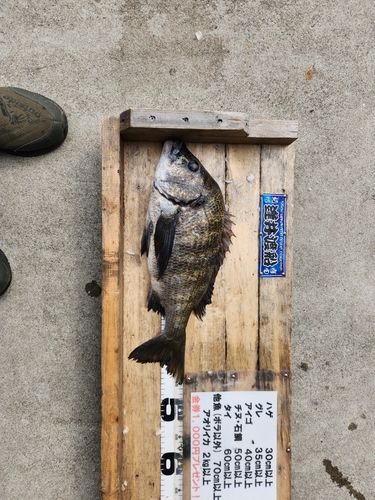 クロダイの釣果