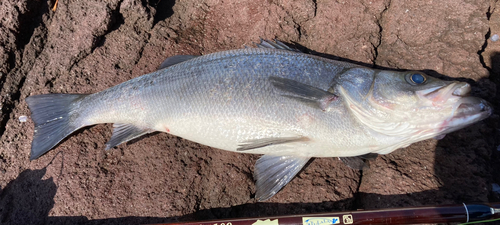 ヒラスズキの釣果