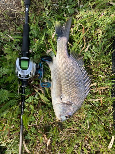 チヌの釣果