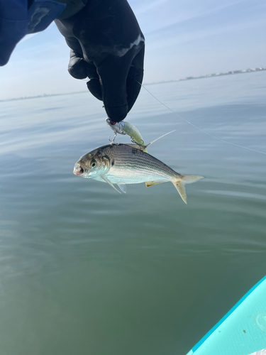 コノシロの釣果