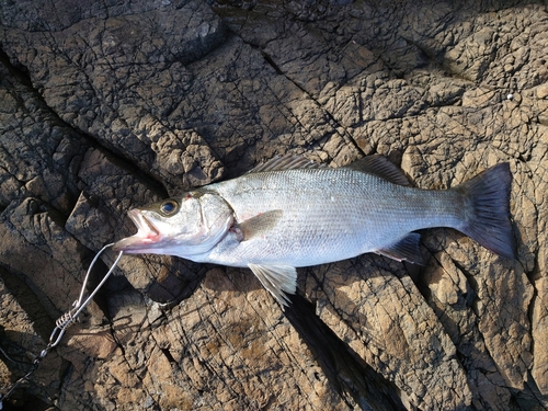 ヒラスズキの釣果