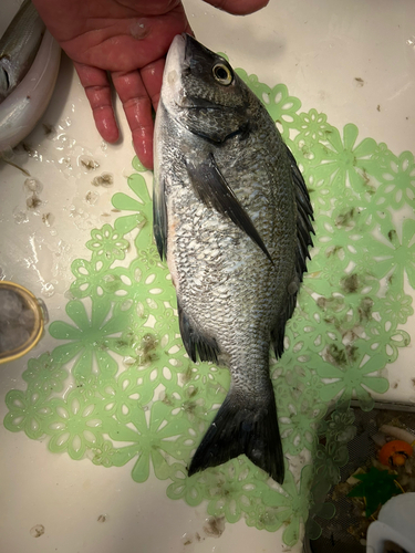 クロダイの釣果