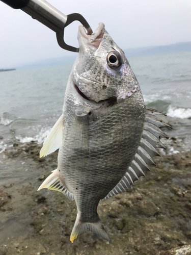 キビレの釣果