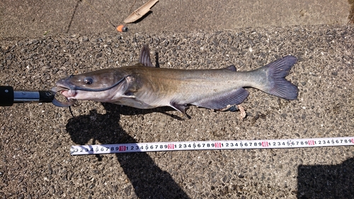 アメリカナマズの釣果