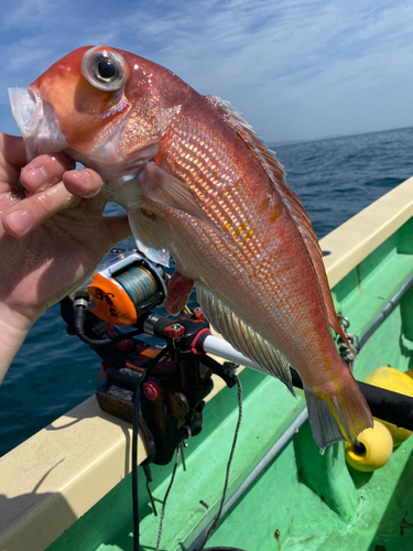 アカアマダイの釣果