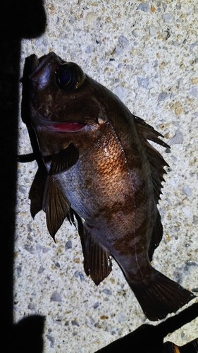 メバルの釣果