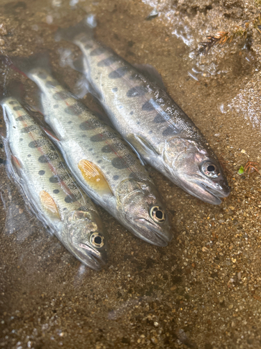 ヤマメの釣果