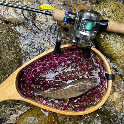 イワナの釣果