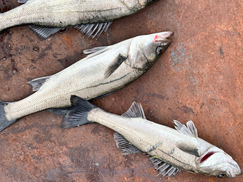 ハネ（マルスズキ）の釣果