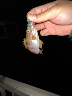 メバルの釣果