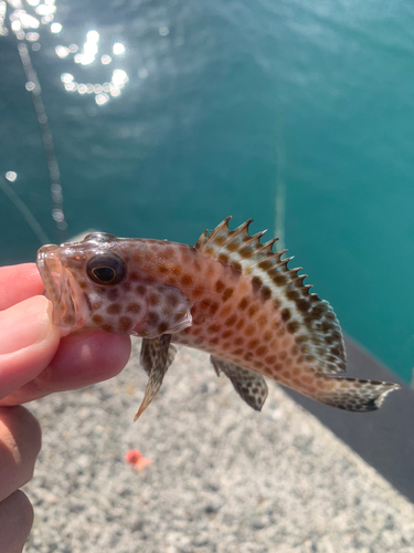 オオモンハタの釣果