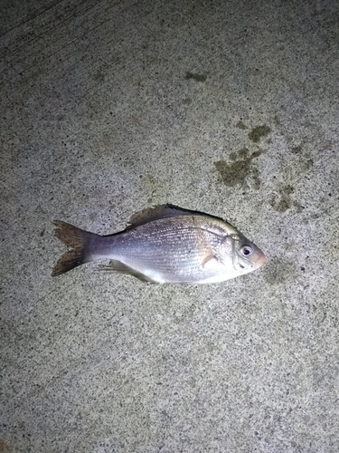 ウミタナゴの釣果