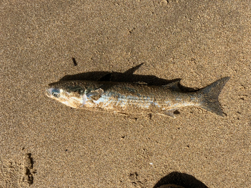 ボラの釣果