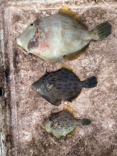 カワハギの釣果