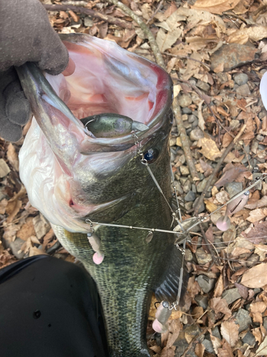 ブラックバスの釣果