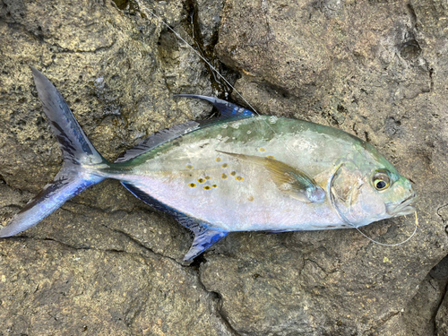 ナンヨウカイワリの釣果