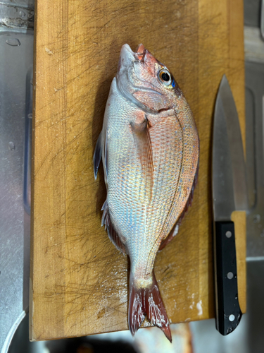 マダイの釣果