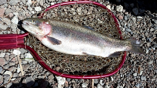 トラウトの釣果