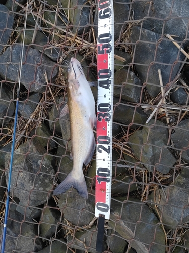 アメリカナマズの釣果