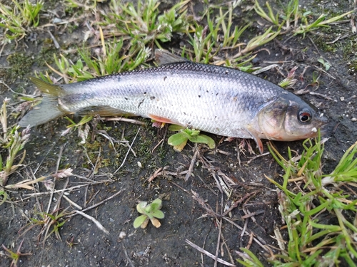 ウグイの釣果