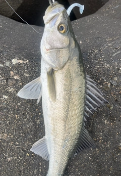 シーバスの釣果