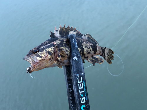 タケノコメバルの釣果