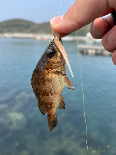 アカメバルの釣果