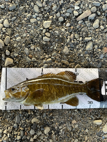 スモールマウスバスの釣果