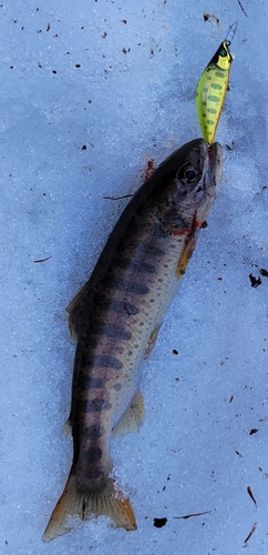 アマゴの釣果