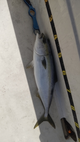 ハマチの釣果