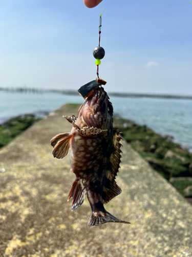 カサゴの釣果