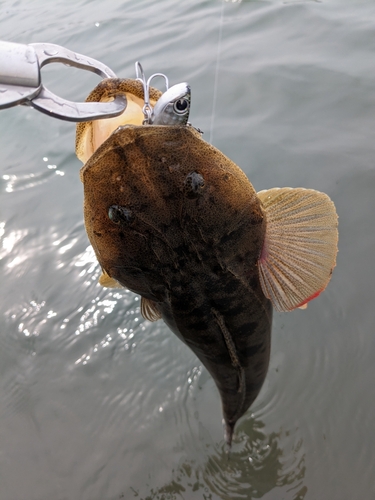 マゴチの釣果