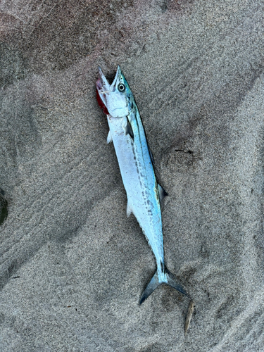 サゴシの釣果