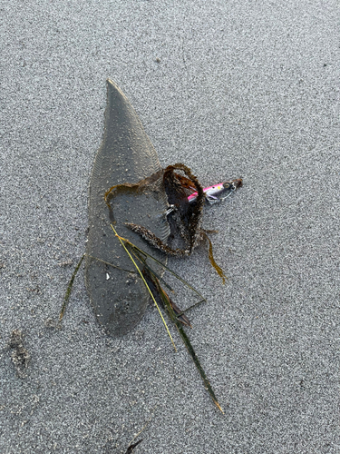 シタビラメの釣果