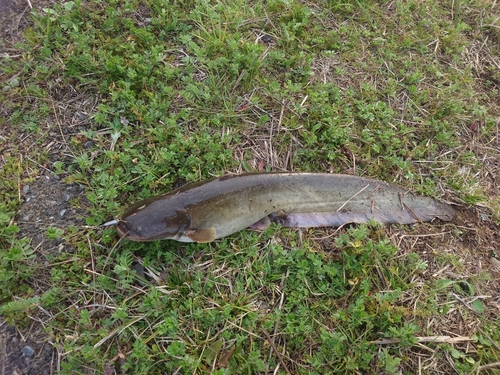 ニホンナマズの釣果