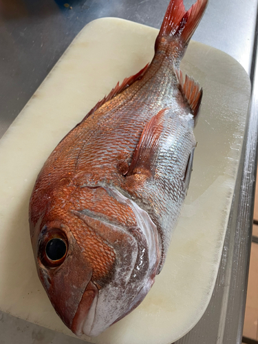 マダイの釣果