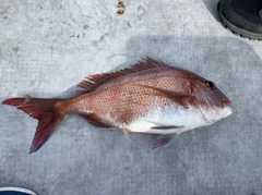 マダイの釣果