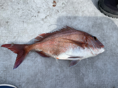 マダイの釣果