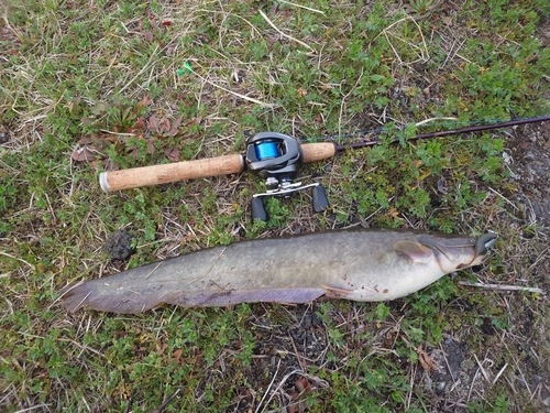 ニホンナマズの釣果