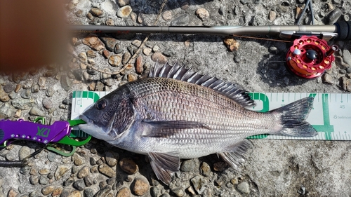 クロダイの釣果