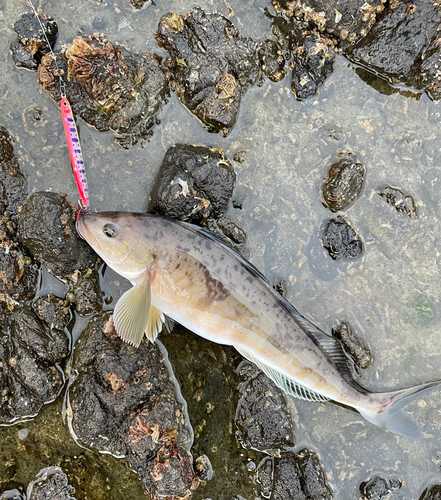 ホッケの釣果