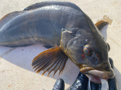 アイナメの釣果