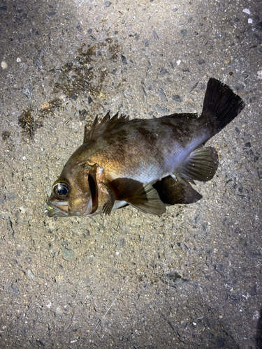 シロメバルの釣果