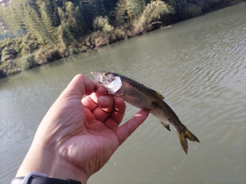 ハスの釣果