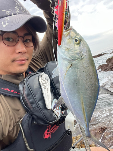 カスミアジの釣果