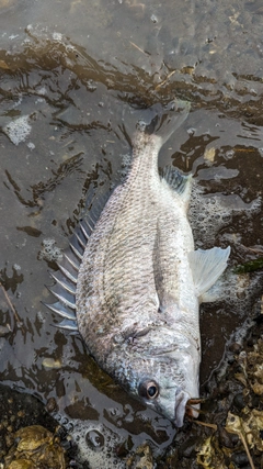 キビレの釣果