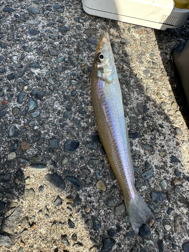 キスの釣果